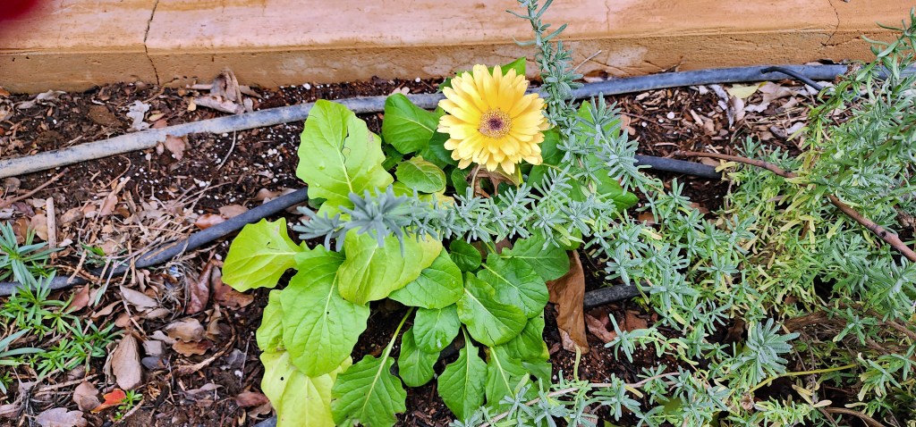 This surprise Gerbera Daisy - unexpected, but welcome.