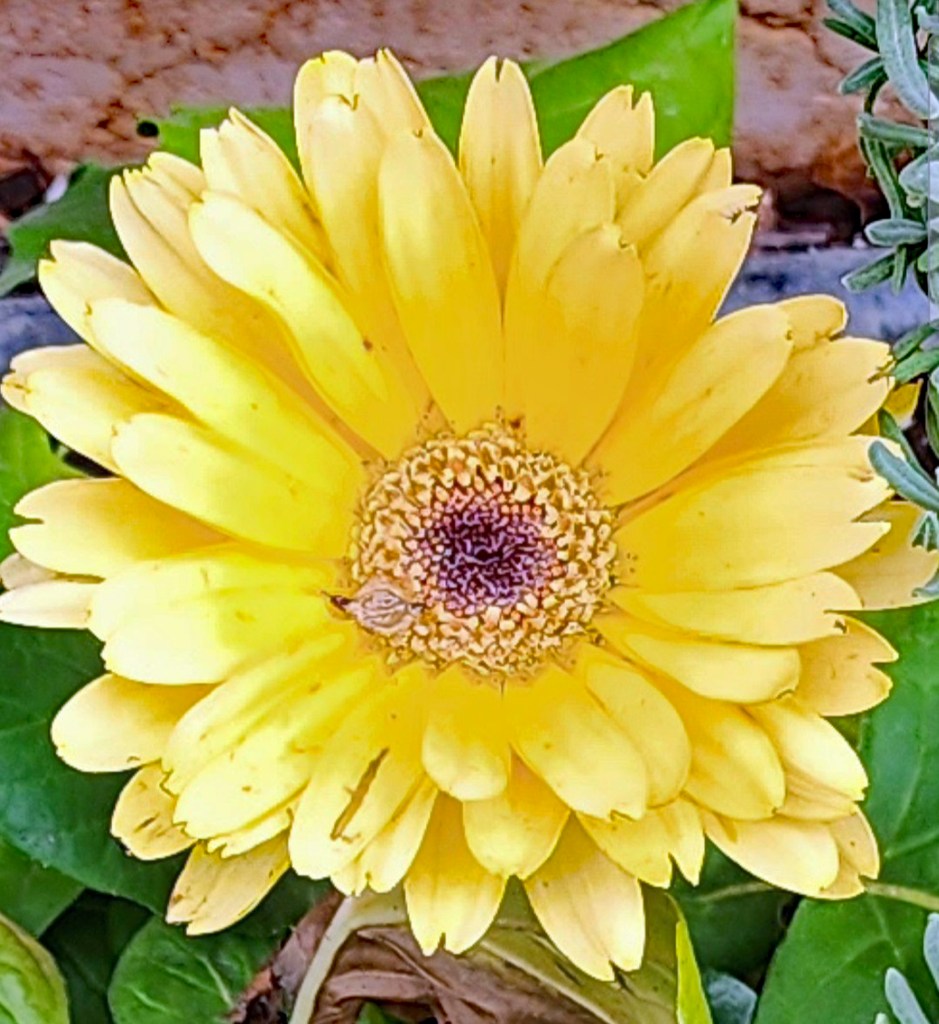 A closer examination reveals that it's tattered, weathered, but still thriving and beautiful.